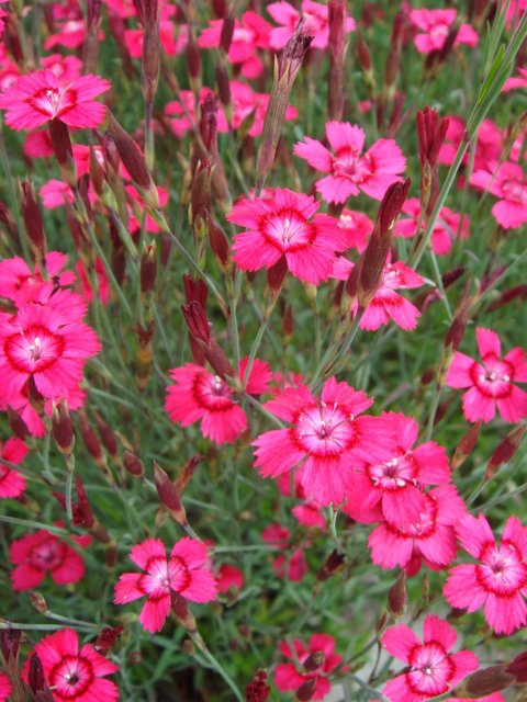 Dianthus deltoides 'Nelli' fleur
